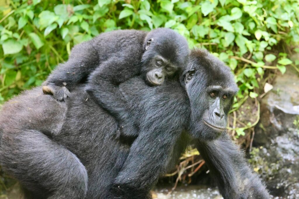 ¡Safari a Uganda!
Paisajes épicos, fauna salvaje y cultura local. Gorilas de montaña, elefantes, leones... ¡y mucho más! Una aventura inolvidable te espera.