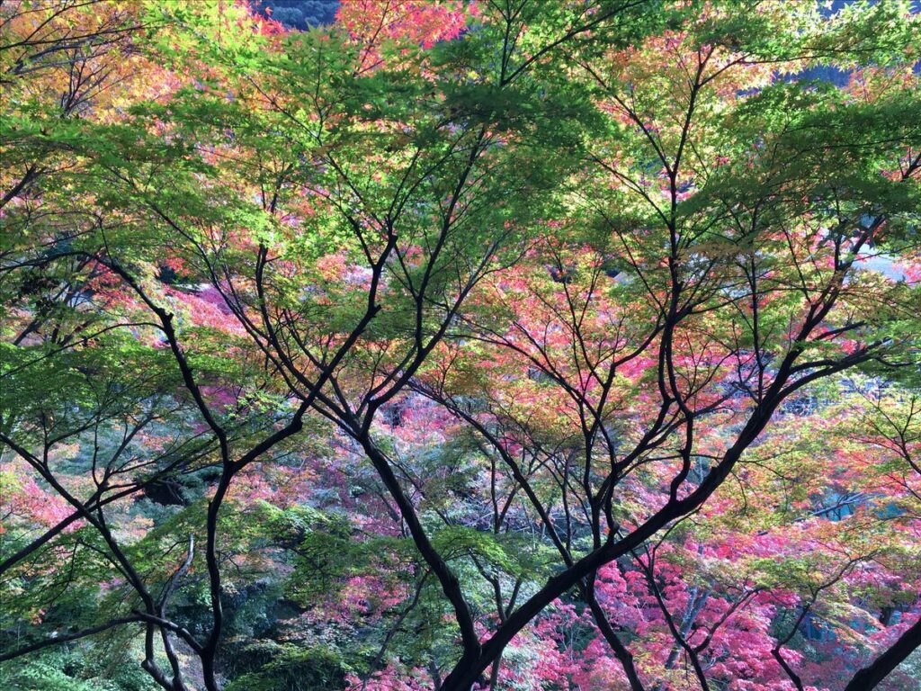 bosque japones