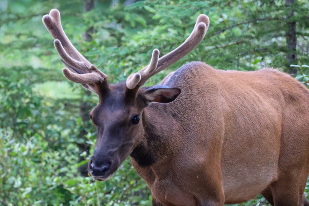Alce en el Parque Nacional de Banff, fauna salvaje de las Rocosas
